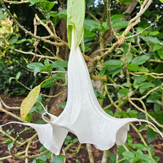 Angel’s Trumpet