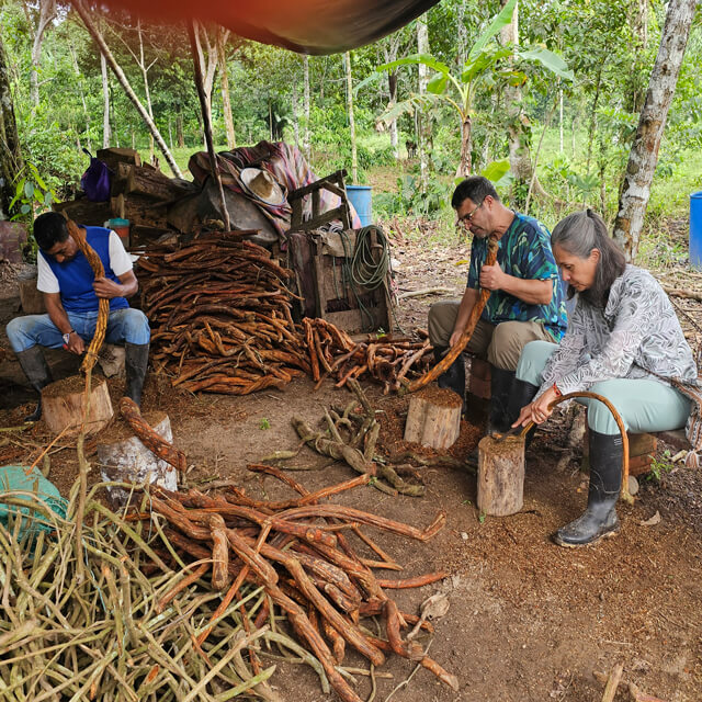 Peeling the Yagé Bark